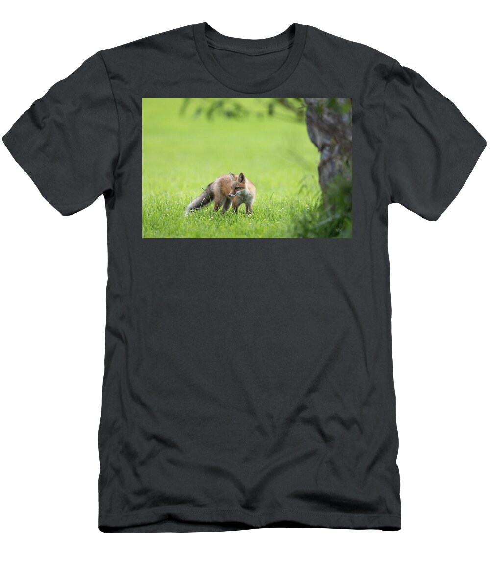 Red Fox T-Shirt featuring the photograph A Summer Morning by Everet Regal