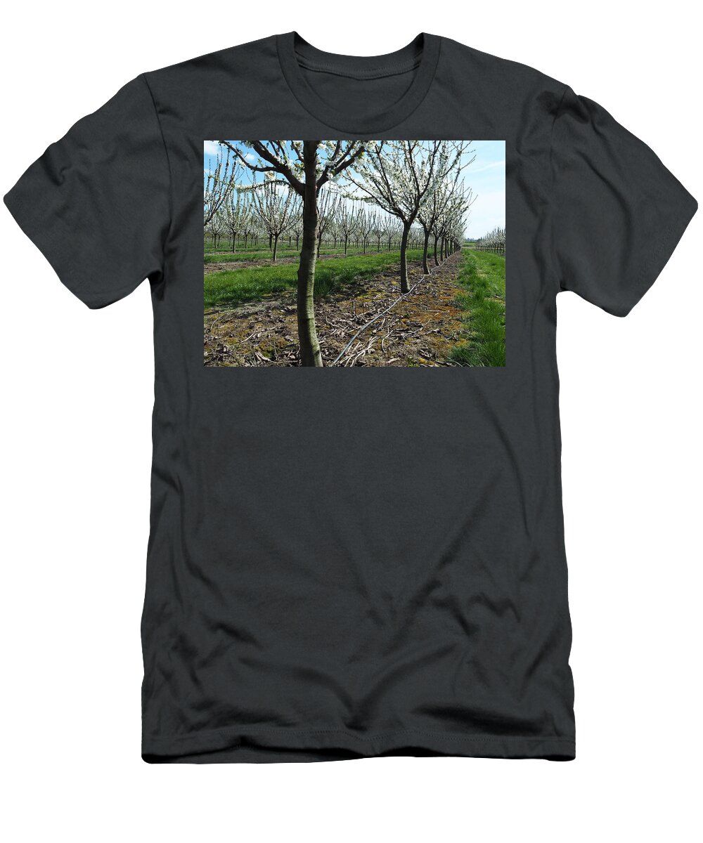 Orchard T-Shirt featuring the photograph Acres of Cherry Trees and Blossoms by Leslie Struxness