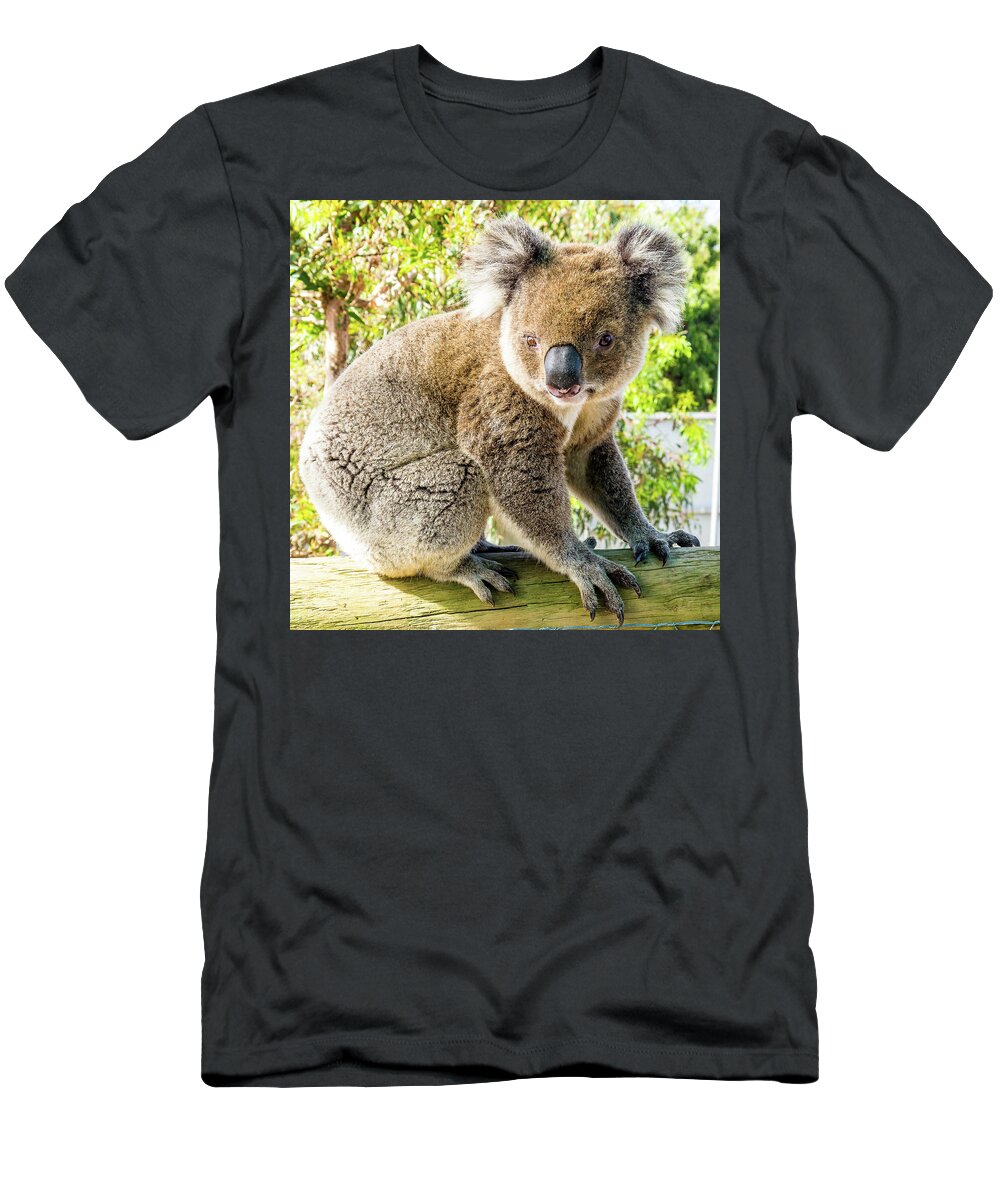 Adorable Koala Albany Australia T-Shirt featuring the photograph Adorable Koala- Albany, Australia by David Morehead