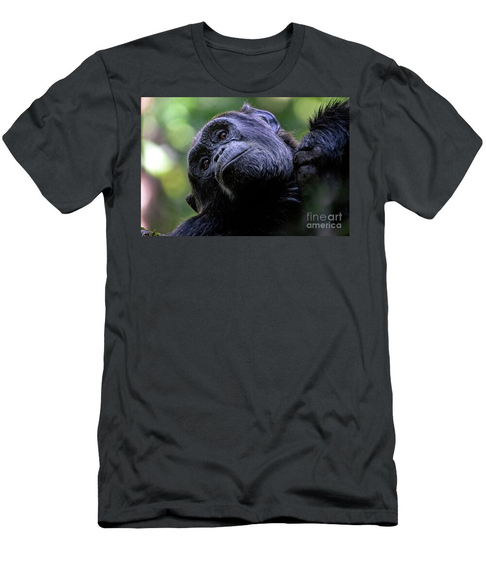 Chimpanzee T-Shirt featuring the photograph Adult chimpanzee looks down from a tree by Jane Rix