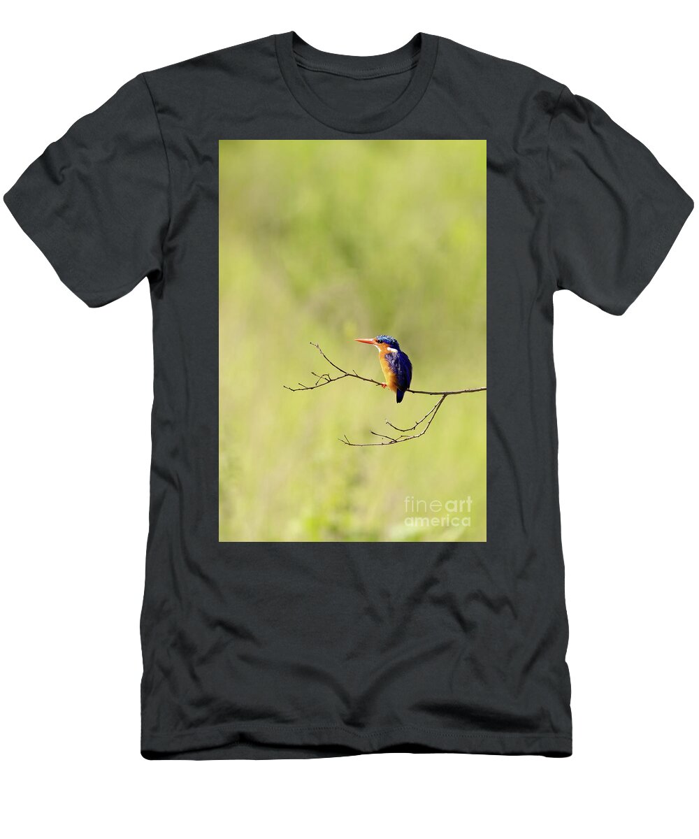 Malachite T-Shirt featuring the photograph Adult malachite kingfisher, corythornis cristatus, perched on a by Jane Rix