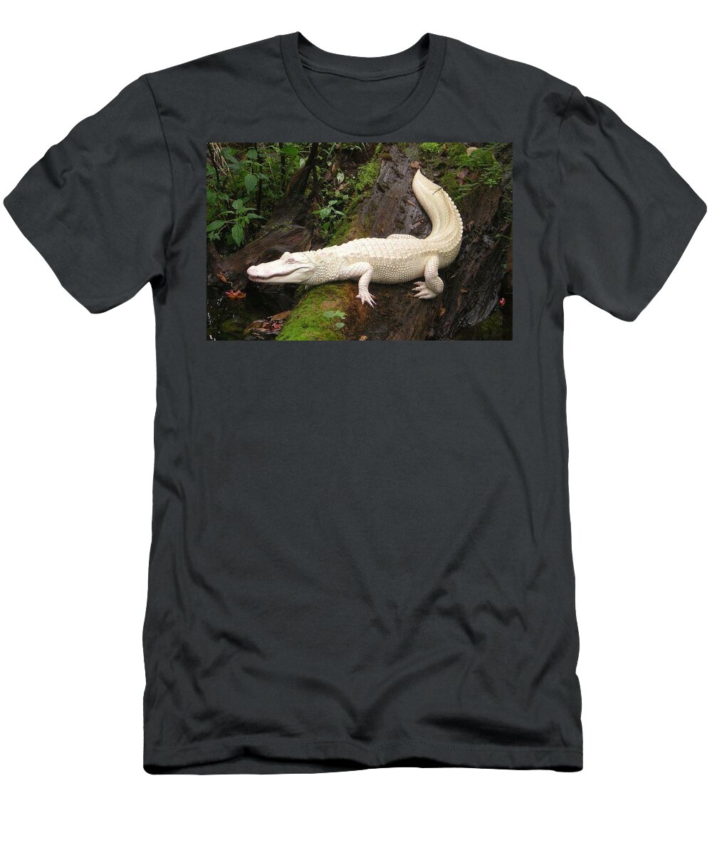 Albino Alligator T-Shirt featuring the photograph Albino Alligator by Bencasso Barnesquiat