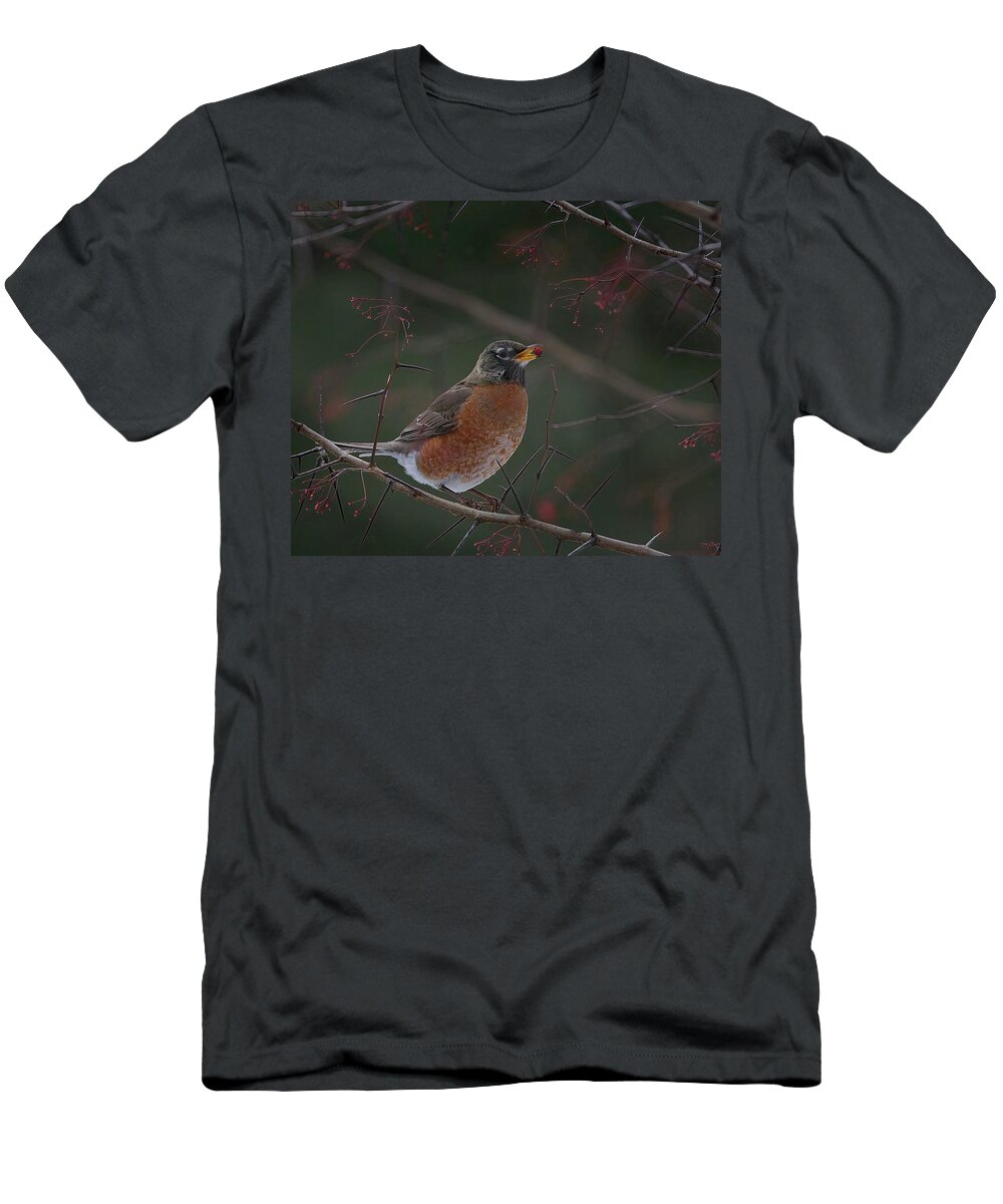 Robin T-Shirt featuring the photograph Amerian Robin with a Berry by Flinn Hackett