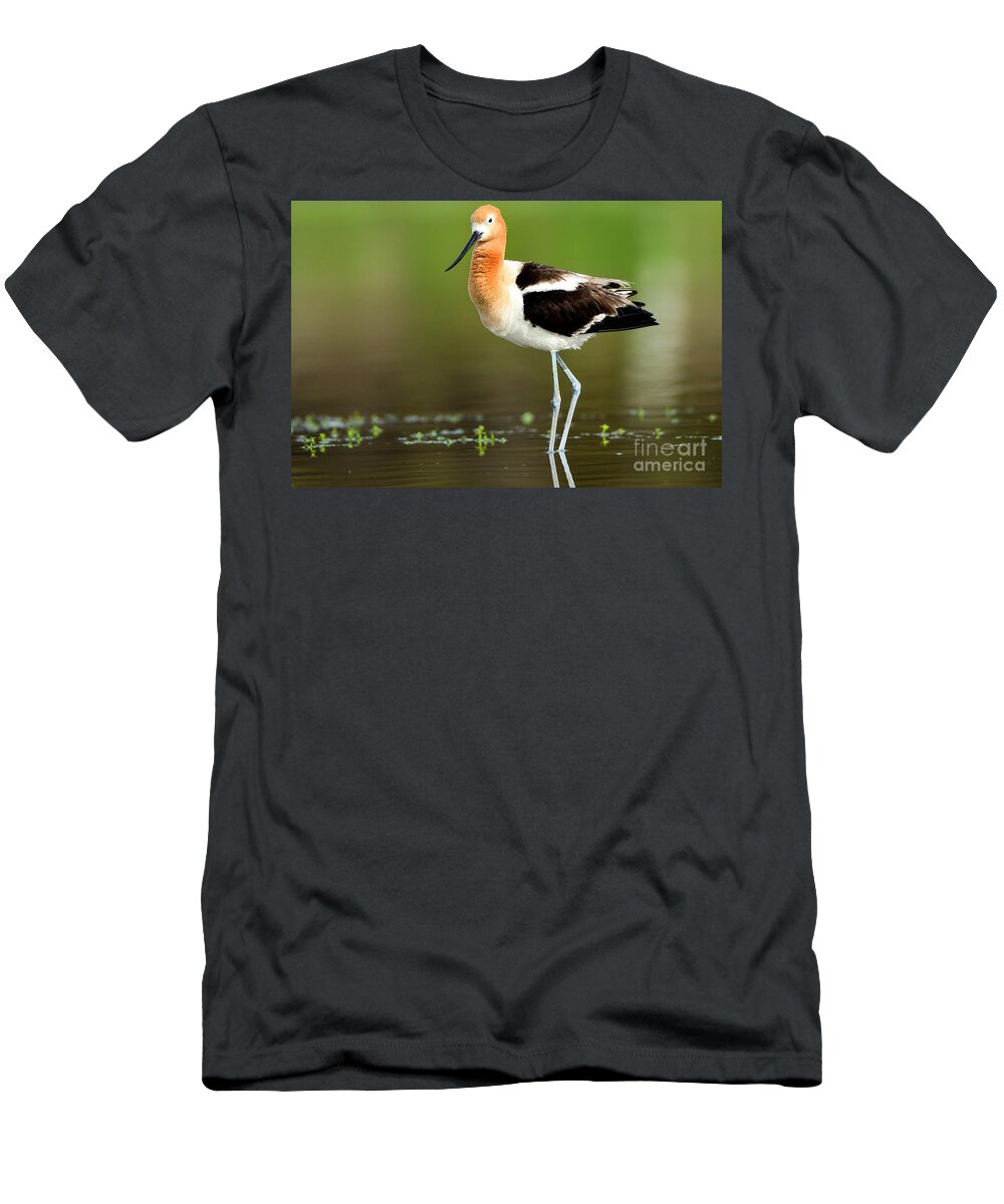 Birds T-Shirt featuring the photograph American Avocet Breeding Colors by John F Tsumas