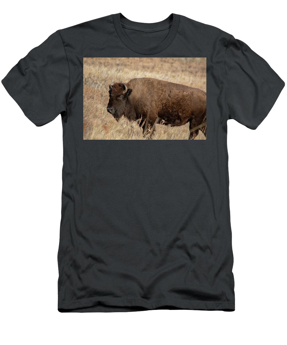 American Bison T-Shirt featuring the photograph American Bison South Dakota by Kyle Hanson