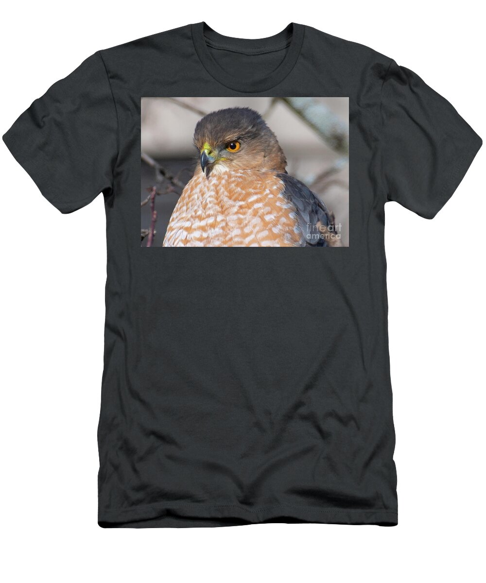 Hawk T-Shirt featuring the photograph An Adult Coopers Hawk by David Taylor