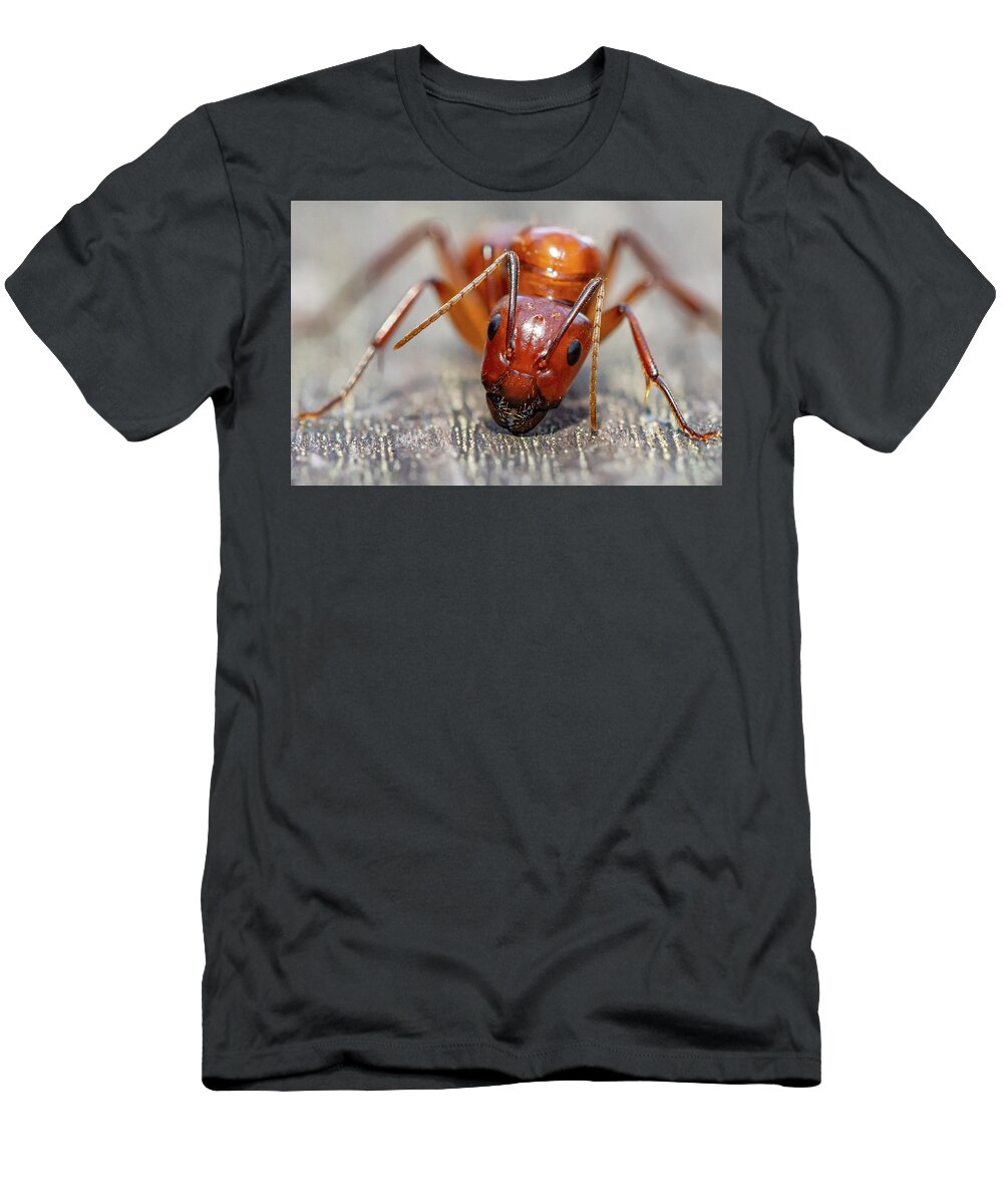 Ant T-Shirt featuring the photograph Ant by Anna Rumiantseva