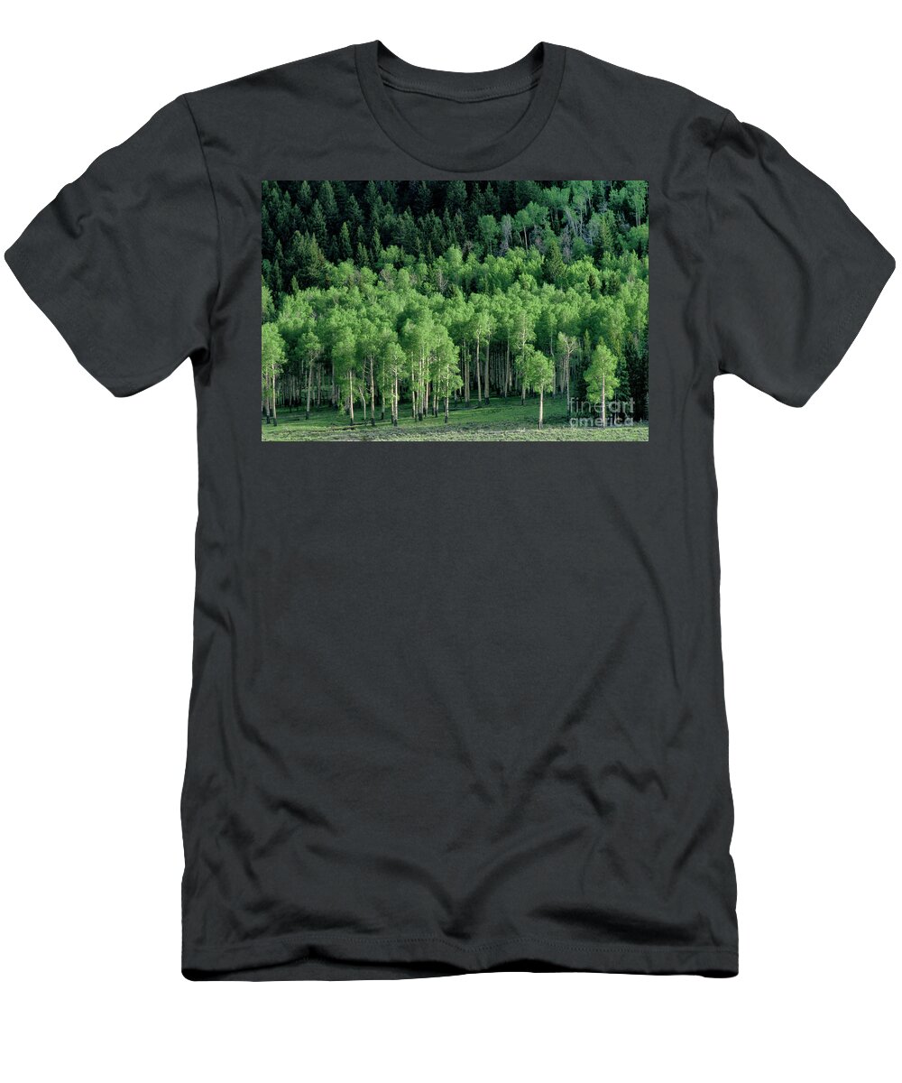 Dave Welling T-Shirt featuring the photograph Apen Grove On North Rim Grand Canyon Arizona by Dave Welling