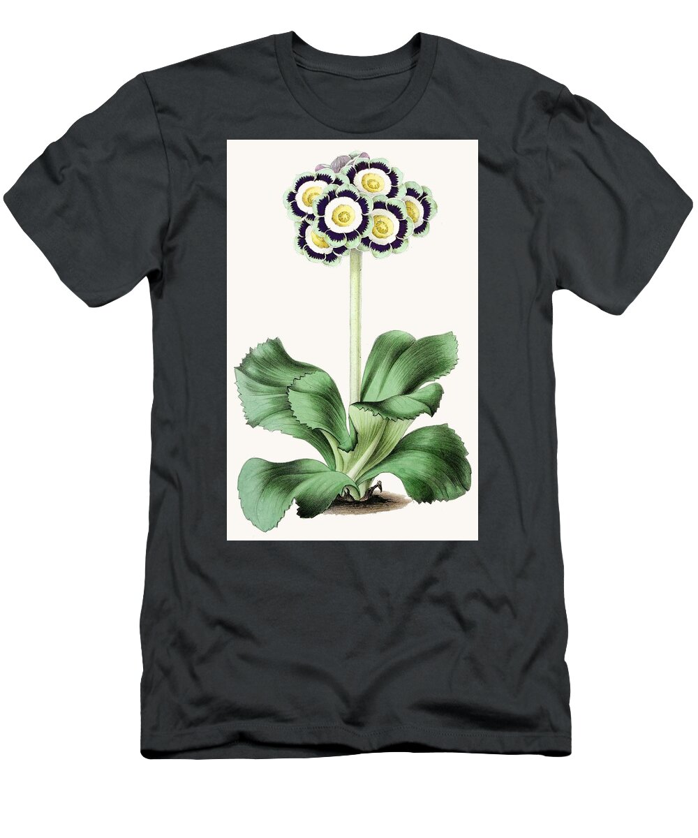  T-Shirt featuring the drawing Auricula Chapmans Maria by Anonymous