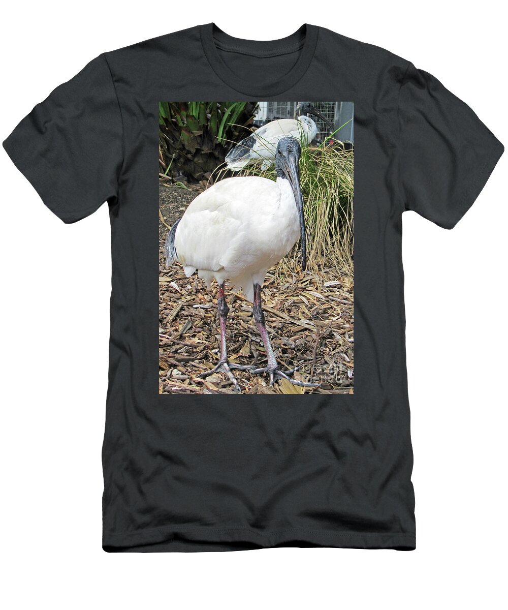 Bird T-Shirt featuring the photograph Australian White Ibis 8 by Randall Weidner