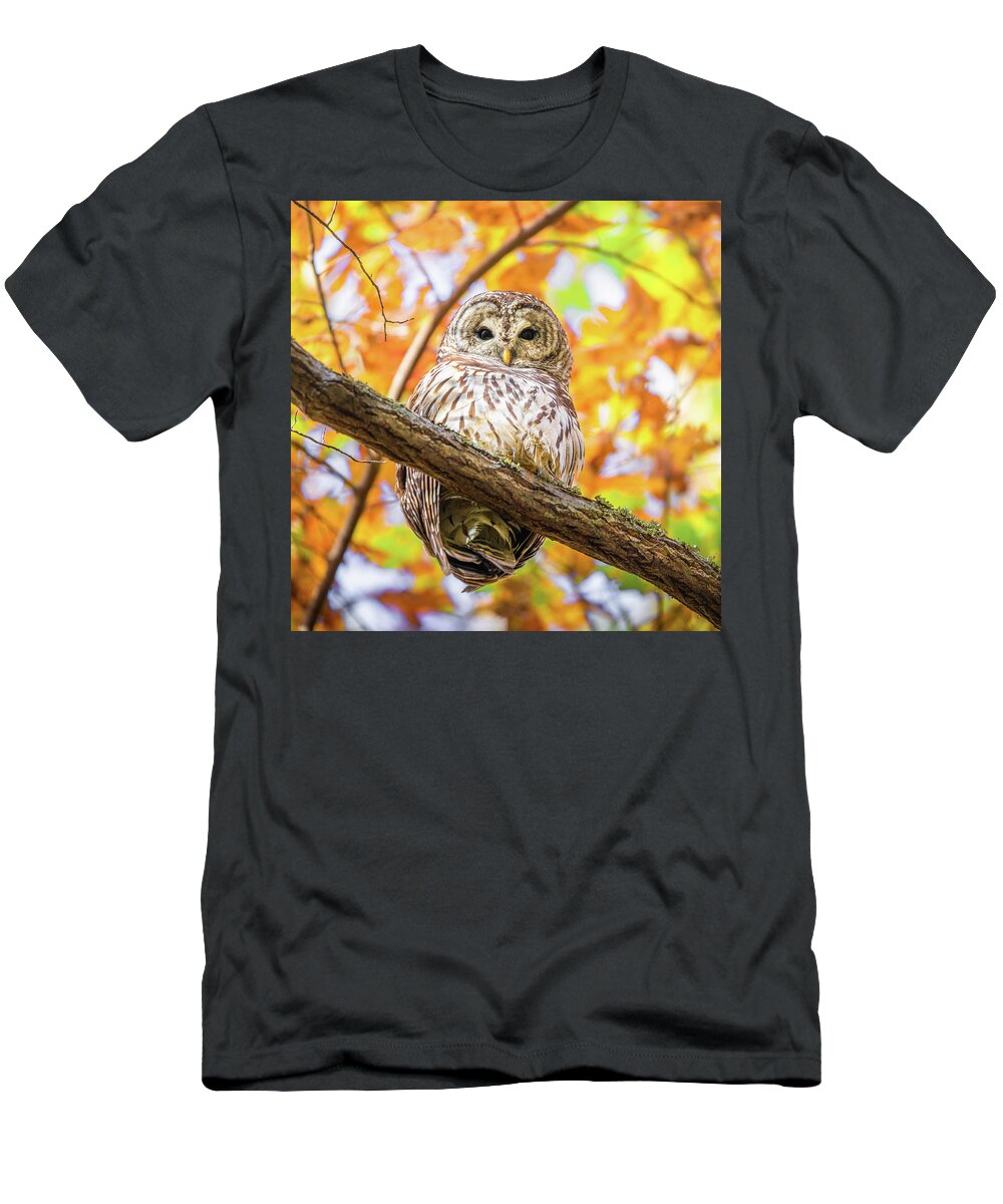 Barred Owl T-Shirt featuring the photograph Autumn Barred Owl by Jordan Hill