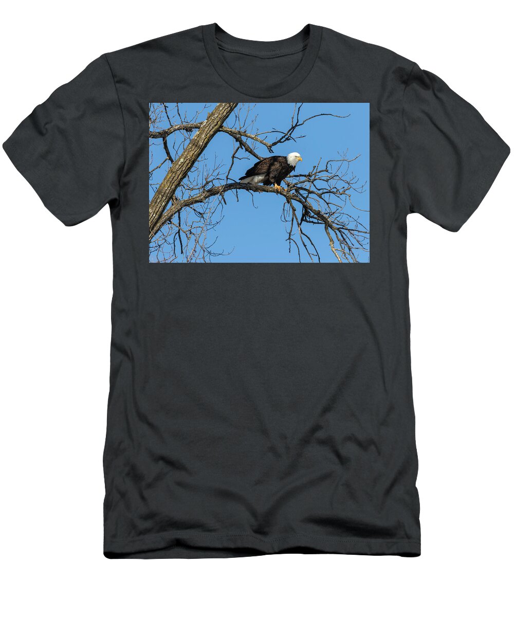 American Bald Eagle T-Shirt featuring the photograph Bald Eagle 2019-21 by Thomas Young