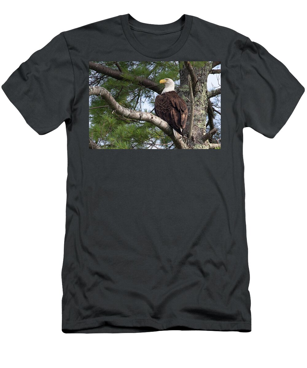 Bald Eagle T-Shirt featuring the photograph Bald Eagle in Pine by Denise Kopko