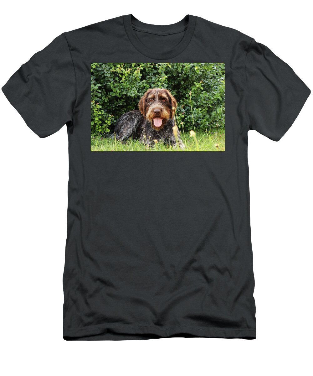 Dog T-Shirt featuring the photograph Barbu tcheque typical for czech republic lying in shadow during hot summer days. Female dog with tongue out is looking at camera. Outdoor activities. Tired after hunting. Happy expression by Vaclav Sonnek