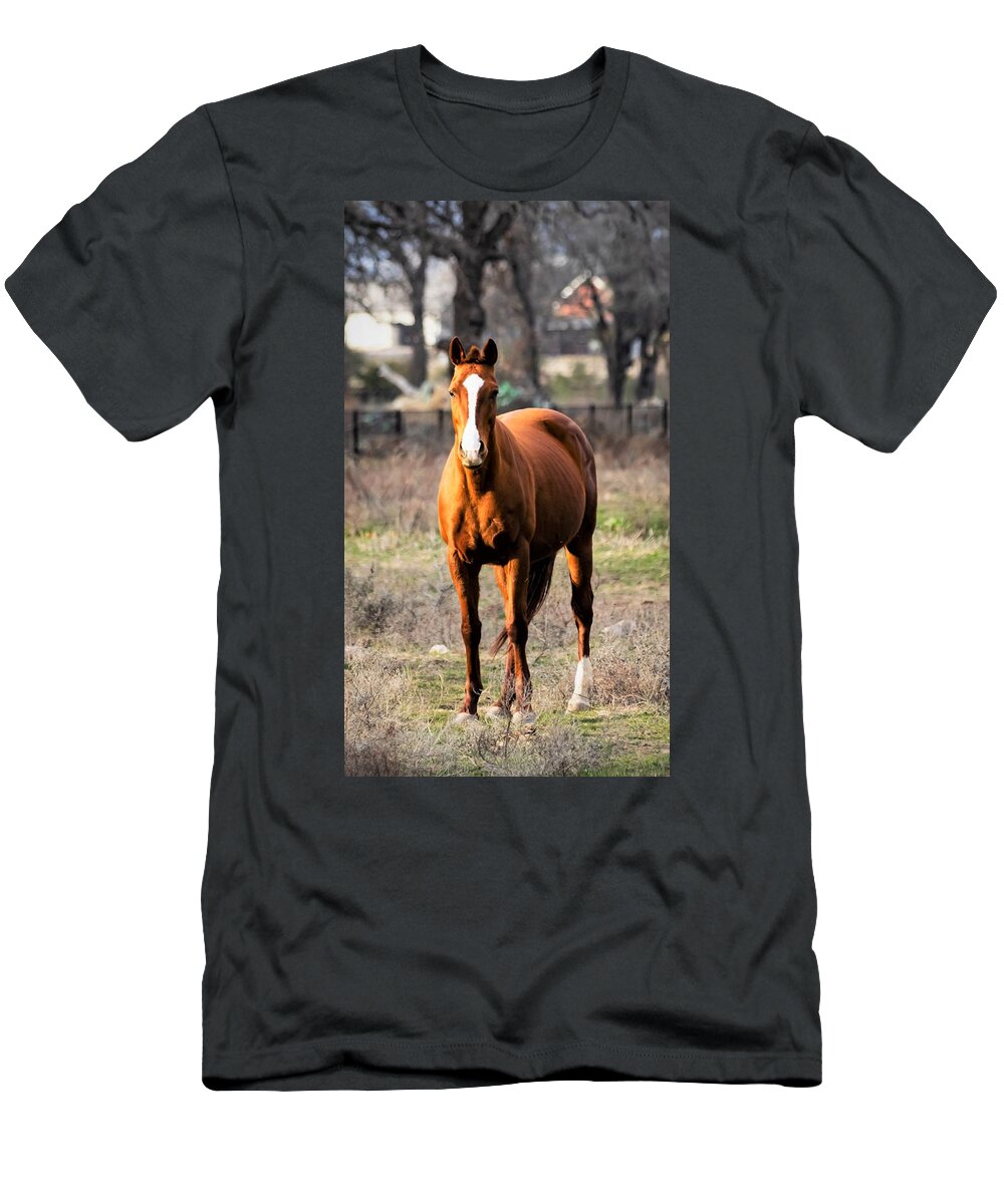 Horse T-Shirt featuring the photograph Bay Horse 4 by C Winslow Shafer