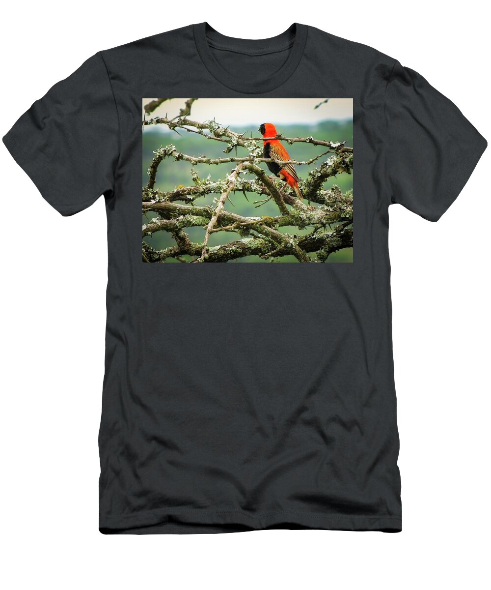 Southern Red Bishop T-Shirt featuring the photograph Beauty In the Thorns by Rebecca Herranen