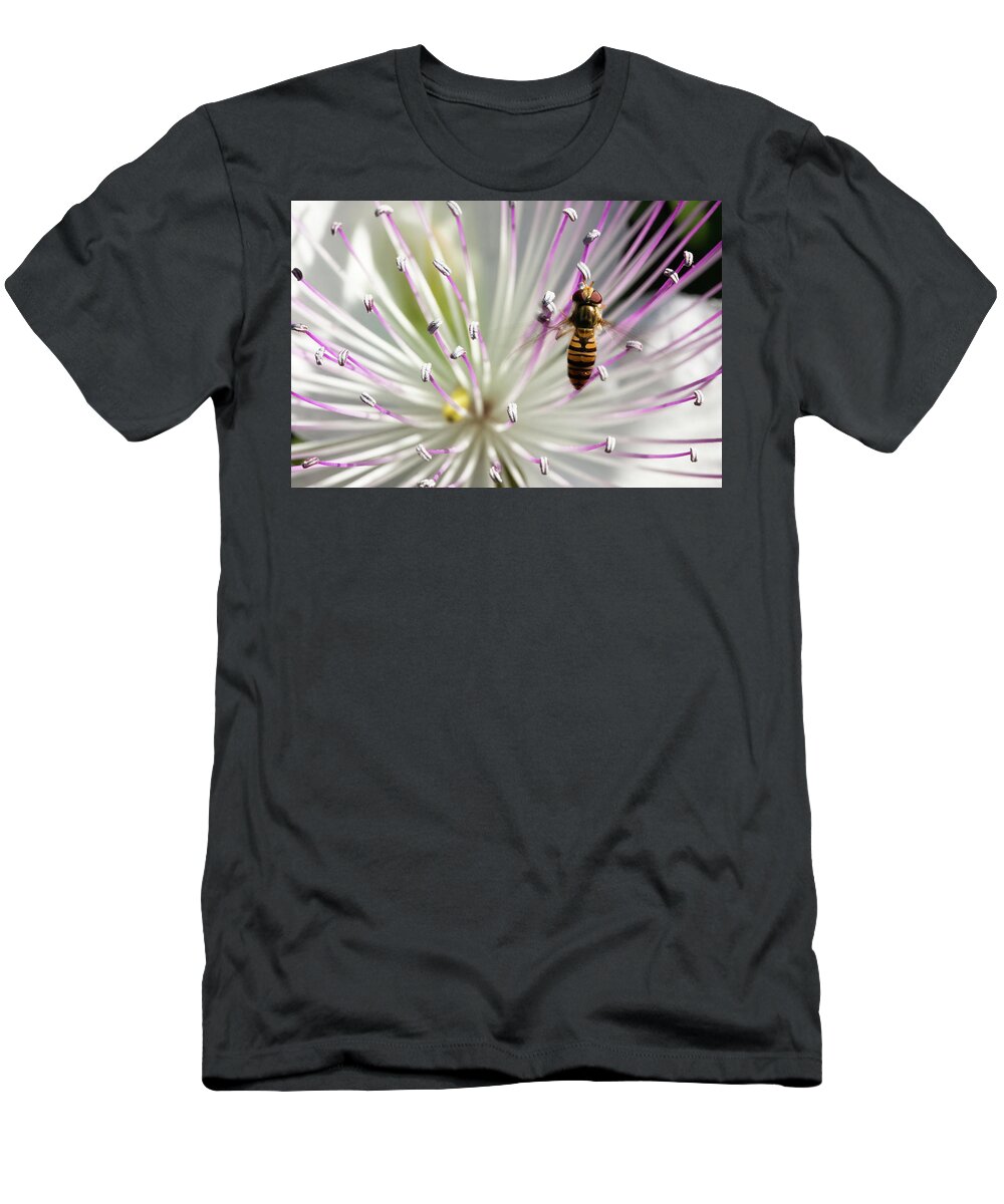 Capparis Spinosa T-Shirt featuring the photograph Belted hoverfly, Syrphidae on a caper flower by Jean-Luc Farges