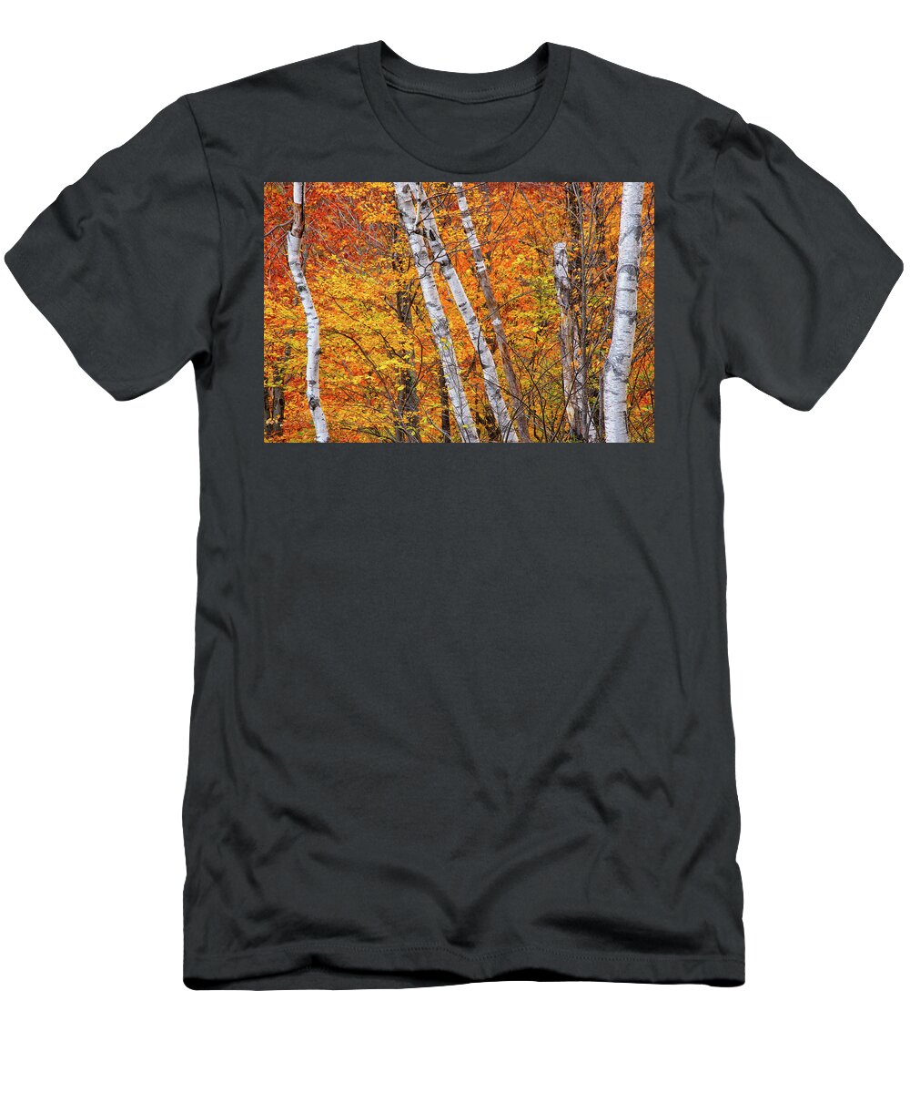 New Hampshire T-Shirt featuring the photograph Birch Fire by Jeff Sinon