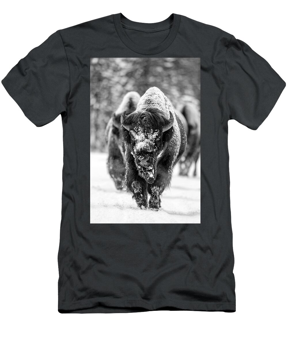 Bison T-Shirt featuring the photograph Bison in snow by D Robert Franz