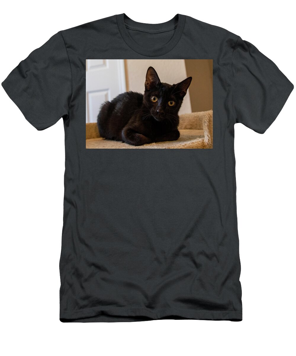 Cat T-Shirt featuring the photograph Black Cat by Dart Humeston