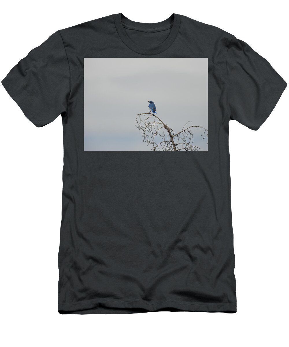 Blue Bird T-Shirt featuring the photograph Blue Bird in the Wind 4 by Amanda R Wright