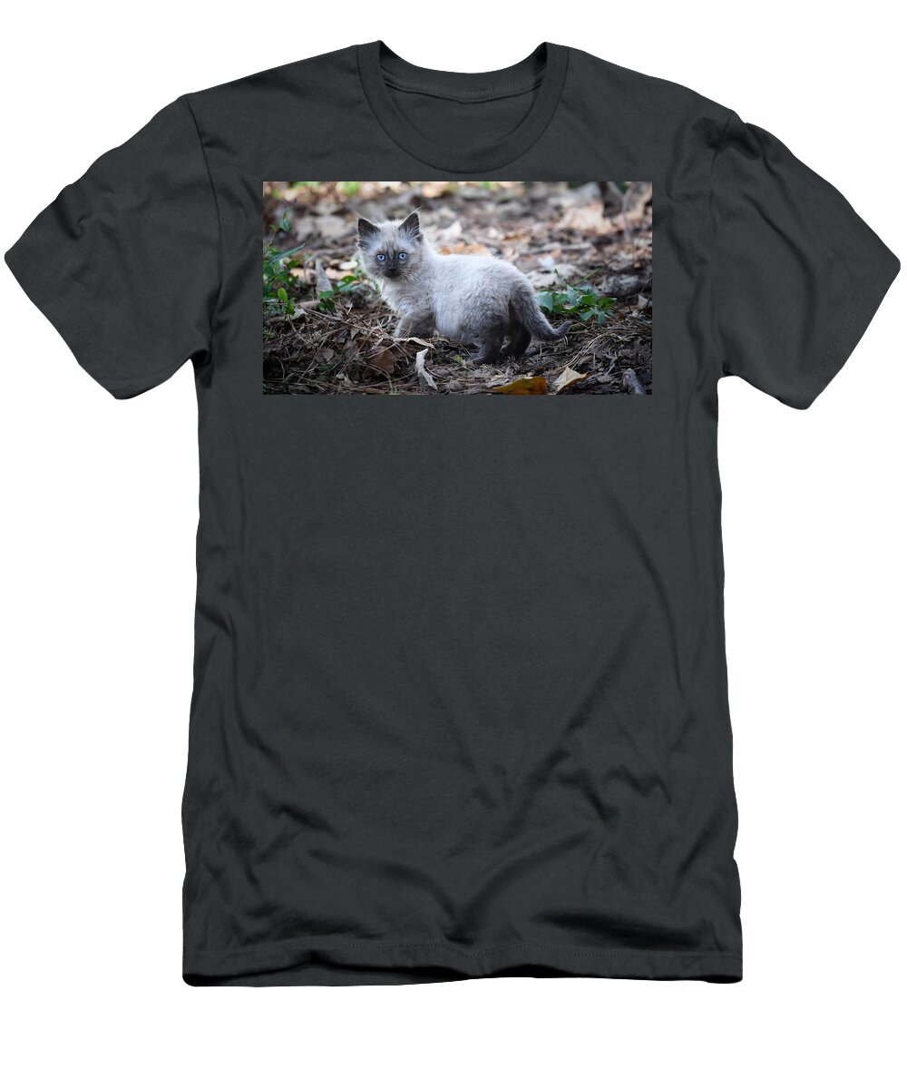 Kitten T-Shirt featuring the photograph Blue Eyes by DArcy Evans