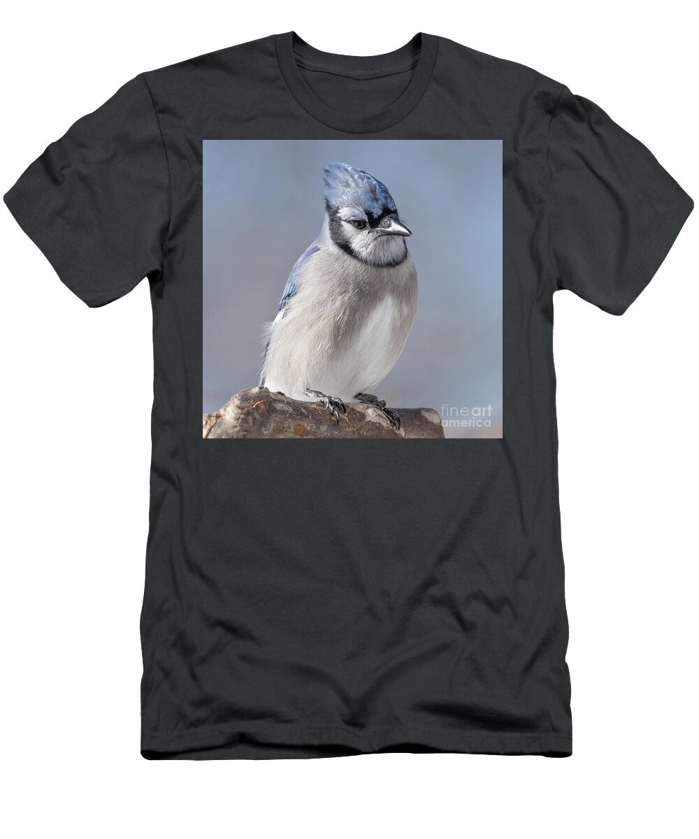  T-Shirt featuring the photograph Blue Jay Sitting Pretty by Sandra Rust