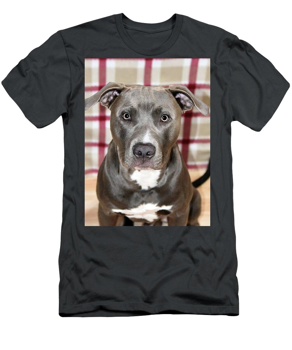 average Enlighten Orphan Blue Nose Pitbull Dog T-Shirt by Rosemarie Guieb - Pixels