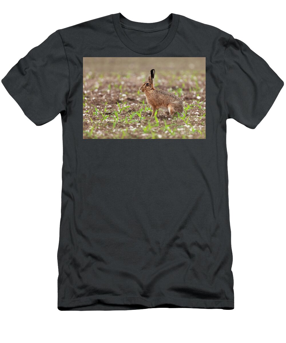 Norfolk T-Shirt featuring the photograph Norfolk brown hare at in a field of crops by Simon Bratt