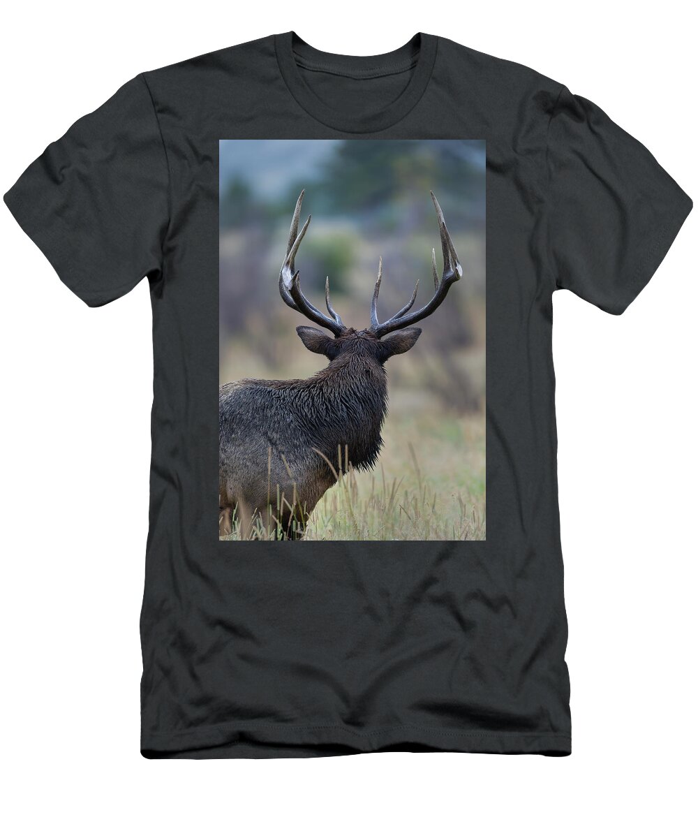 Bull T-Shirt featuring the photograph Bull Elk Looking away by Gary Langley