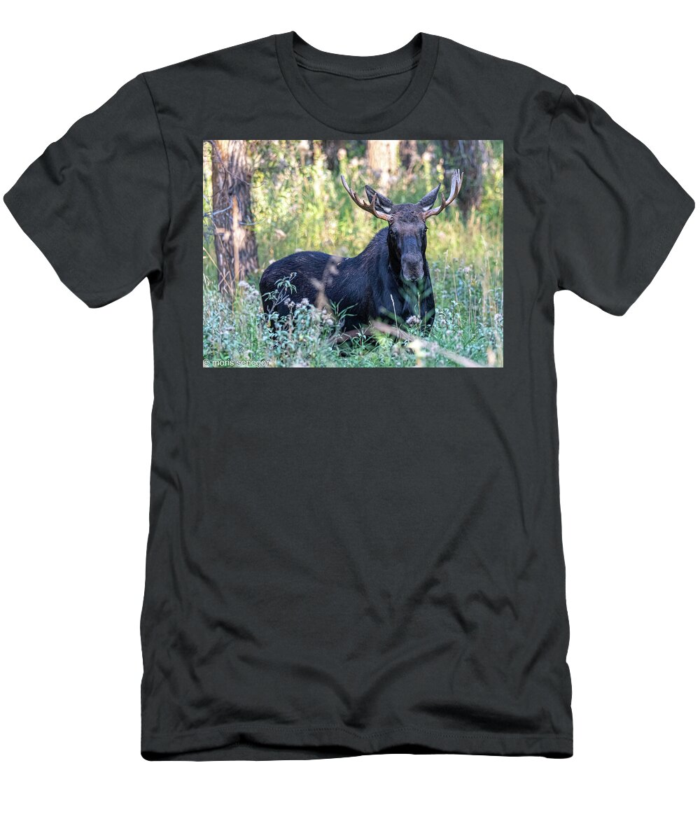 Moose T-Shirt featuring the photograph Bull moose, Wilson, WY by Moris Senegor