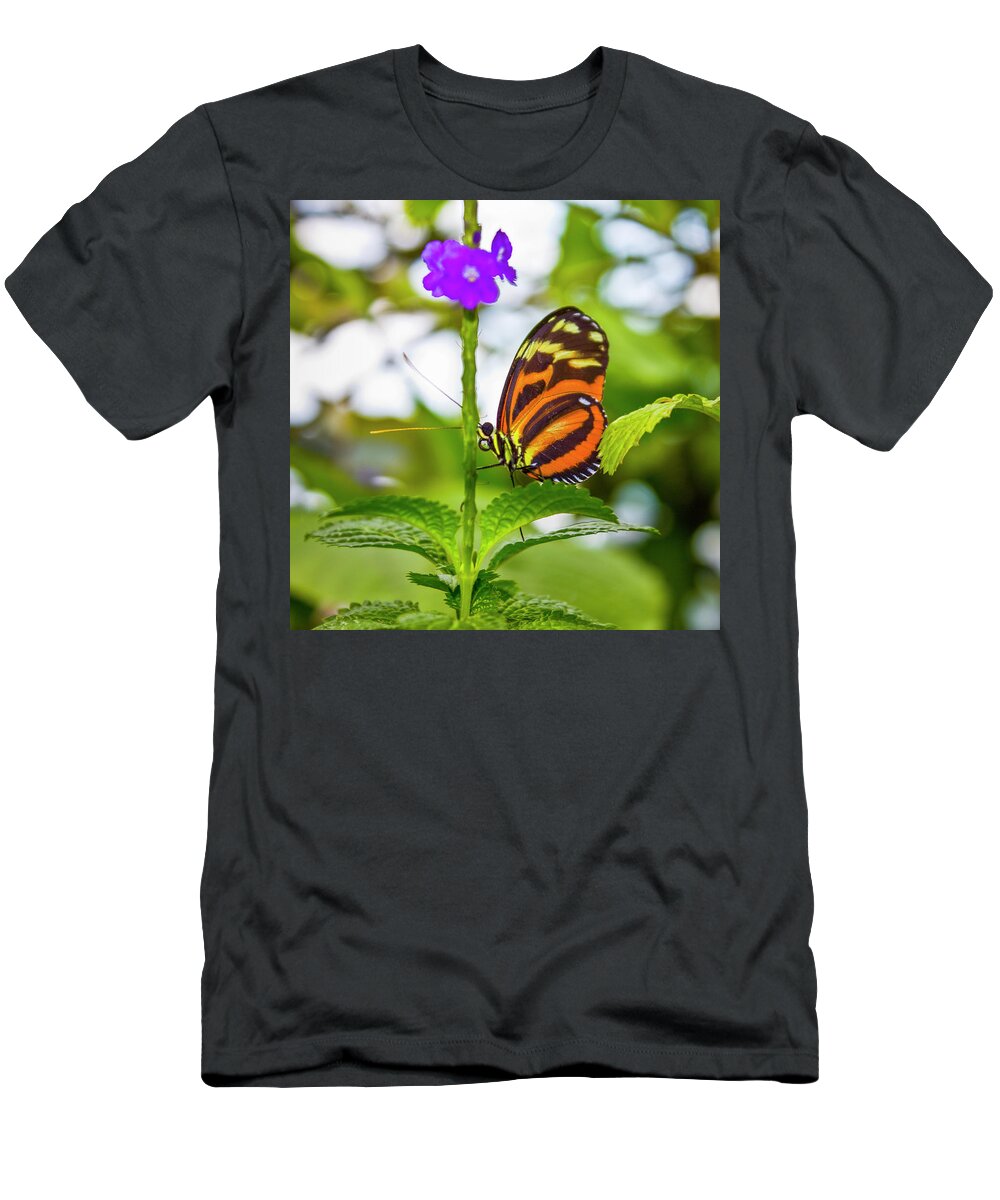 Butterfly T-Shirt featuring the photograph Butterfly by David Beechum