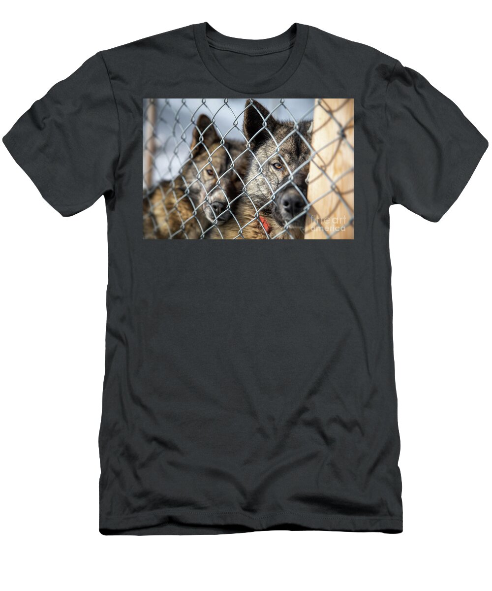 Dog T-Shirt featuring the photograph Caged husky sled dogs in Svalbard by Jane Rix