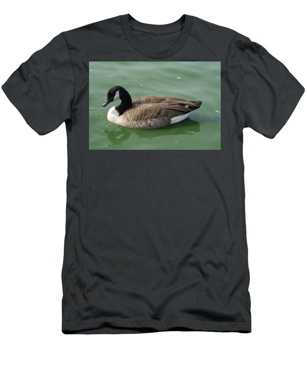  T-Shirt featuring the photograph Canada Goose by Heather E Harman