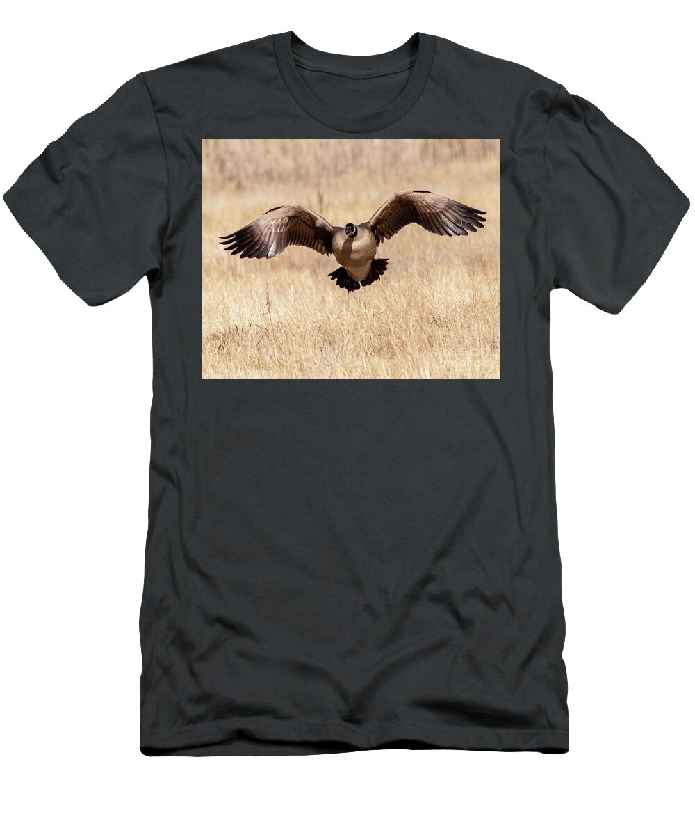 Bird T-Shirt featuring the photograph Canada Goose Taking Flight by Dennis Hammer