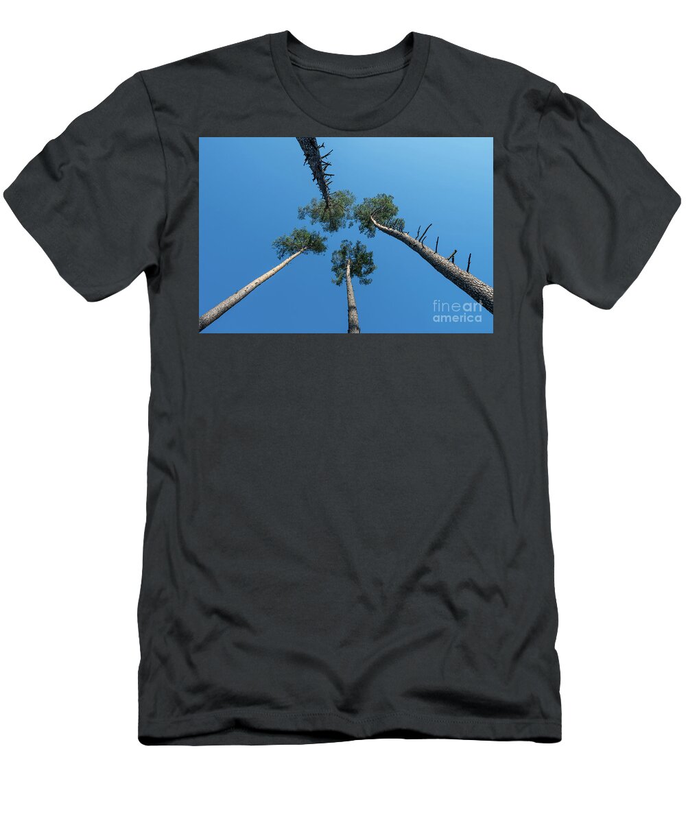 Tree T-Shirt featuring the photograph Canopies And Stems Of Four High Conifers Growing Close Together To The Blue Sky by Andreas Berthold