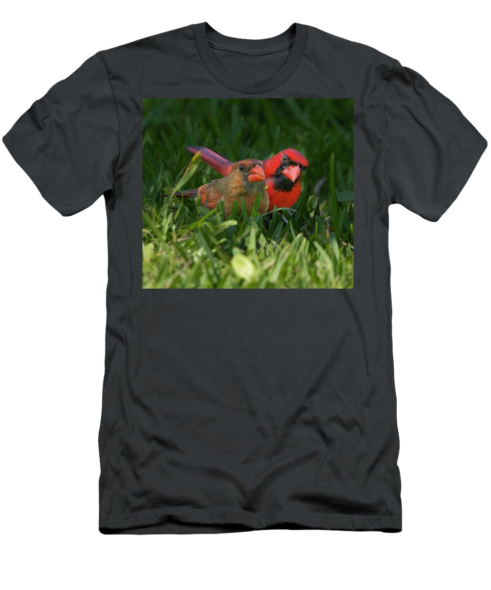Backyard T-Shirt featuring the photograph Cardinal Mates by Larry Marshall