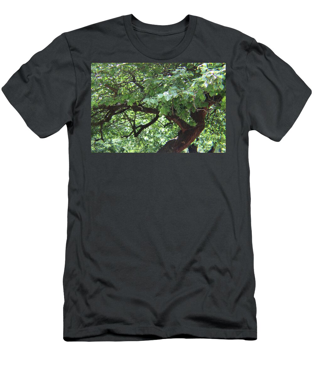 Trees T-Shirt featuring the photograph Central Park Trees by Kenneth Pope