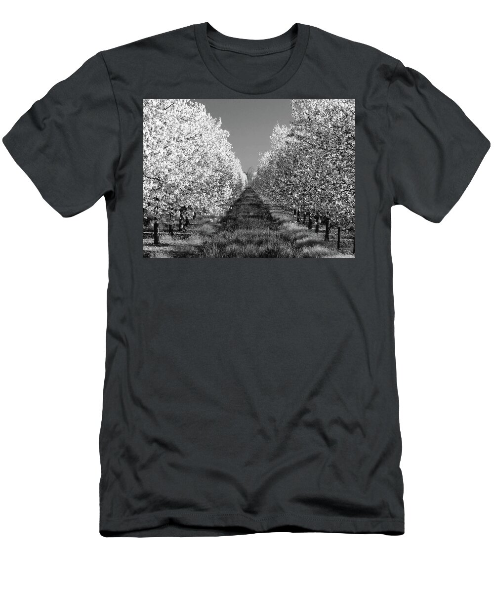 Cherry Orchard T-Shirt featuring the photograph Cherry Blossom Perspective B W by David T Wilkinson