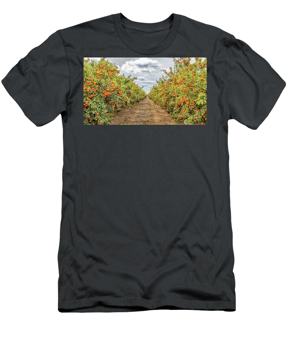 Fresno T-Shirt featuring the photograph Citrus Orchard by Elvira Peretsman