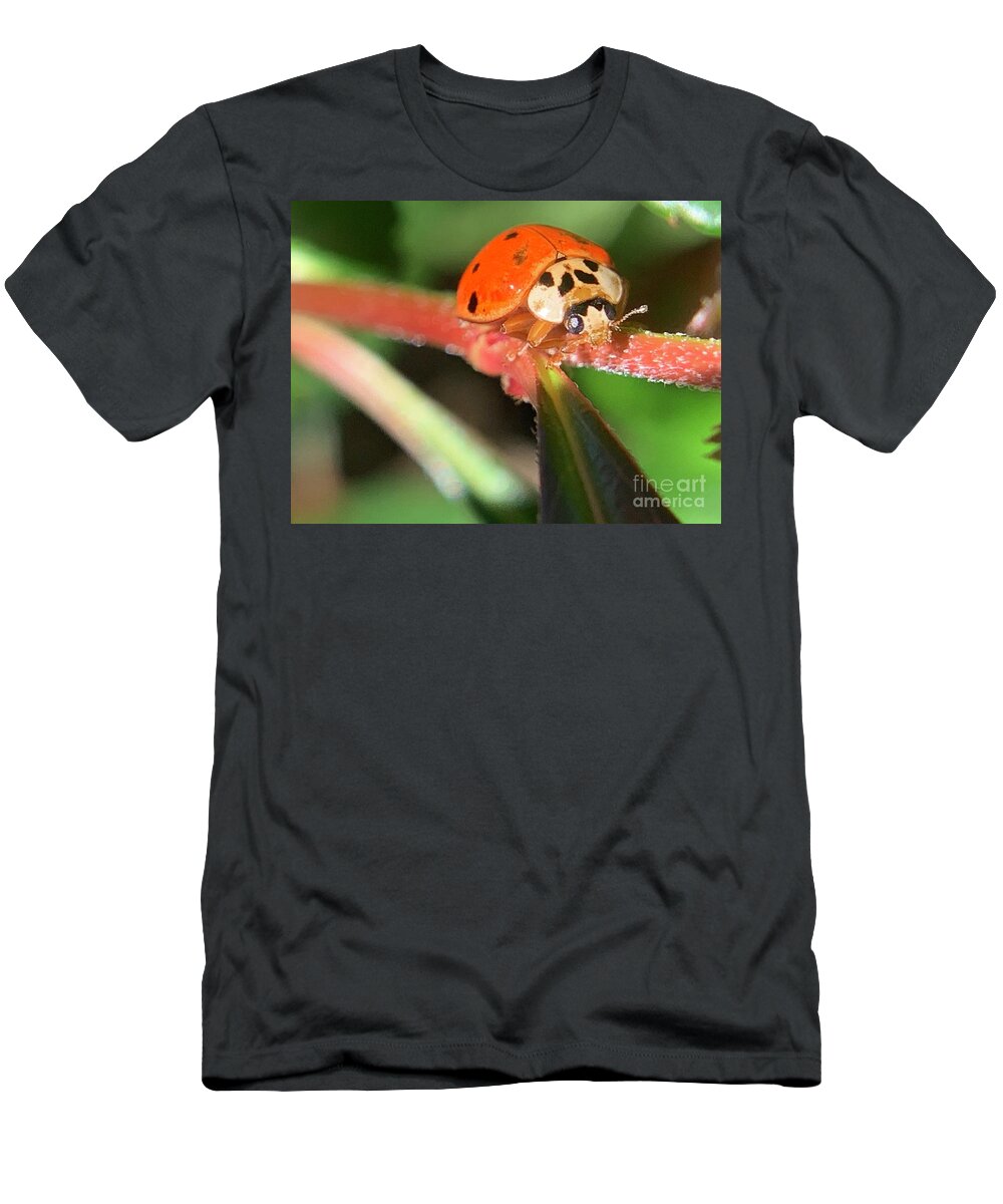 Beetle T-Shirt featuring the photograph Climbing Beetle by Catherine Wilson