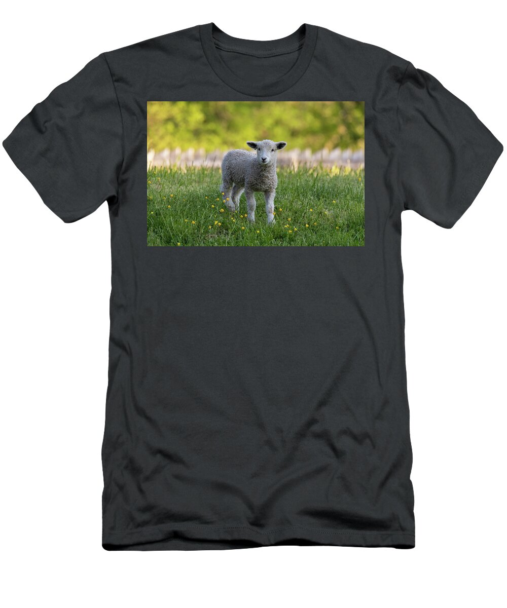 Sheep T-Shirt featuring the photograph Colonial Lamb in the Buttercups by Lara Morrison