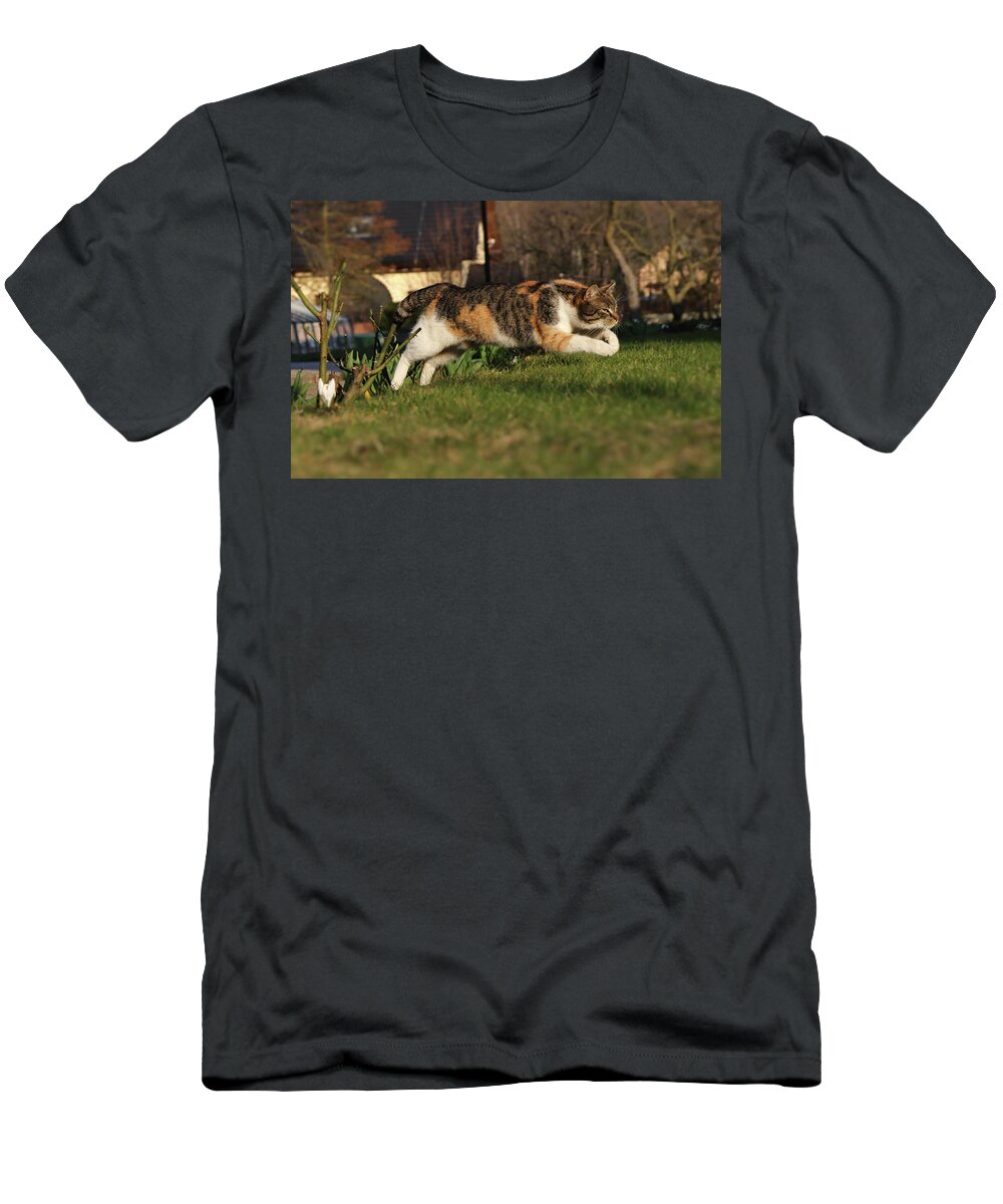 Liza T-Shirt featuring the photograph Colored domestic cat jumps over bed of roses by Vaclav Sonnek