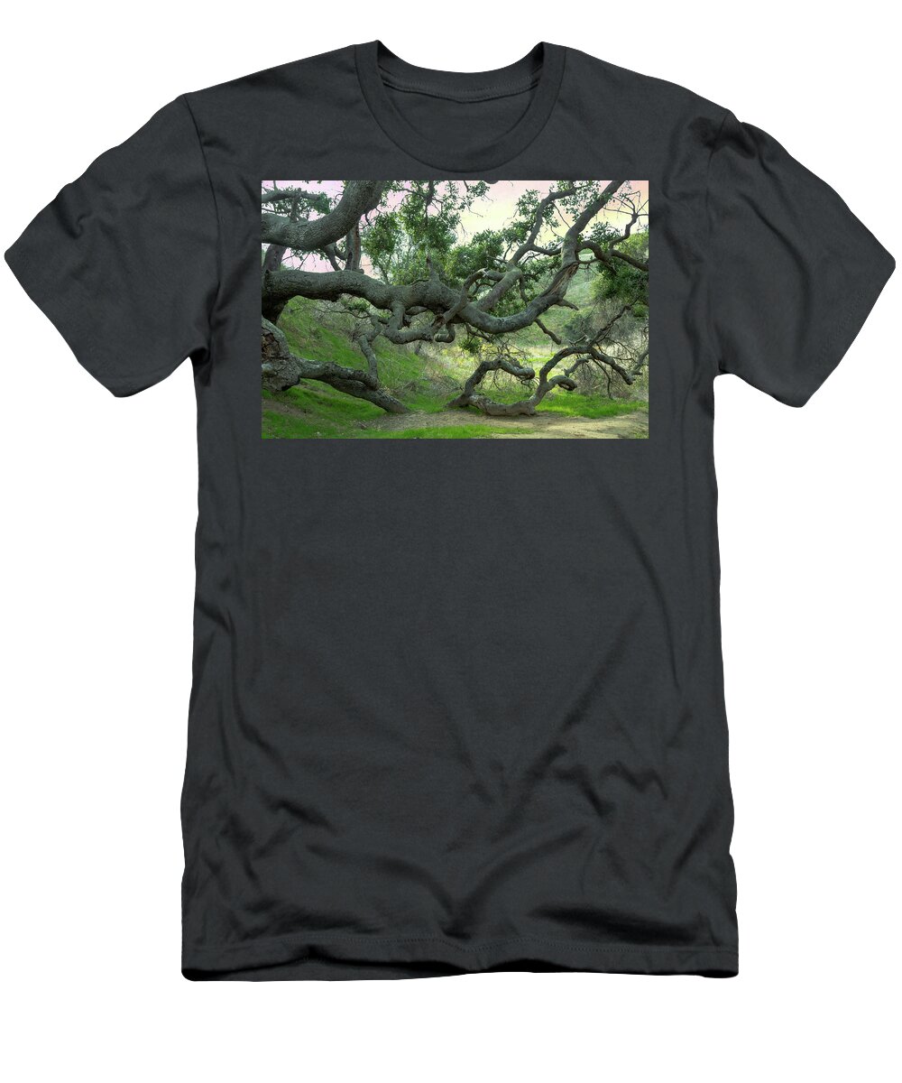 Creepy T-Shirt featuring the photograph Creepy Tree by Alison Frank