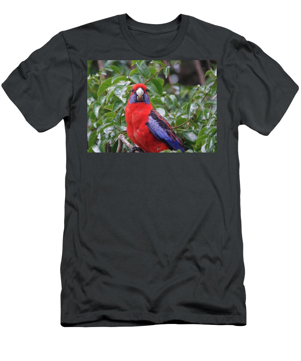 Animals T-Shirt featuring the photograph Crimson Rosella by Maryse Jansen