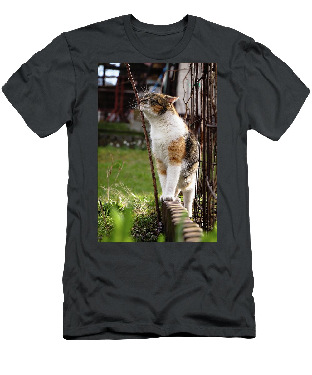 Cat T-Shirt featuring the photograph Cuddly cat scratches on a twig in the orchard. by Vaclav Sonnek
