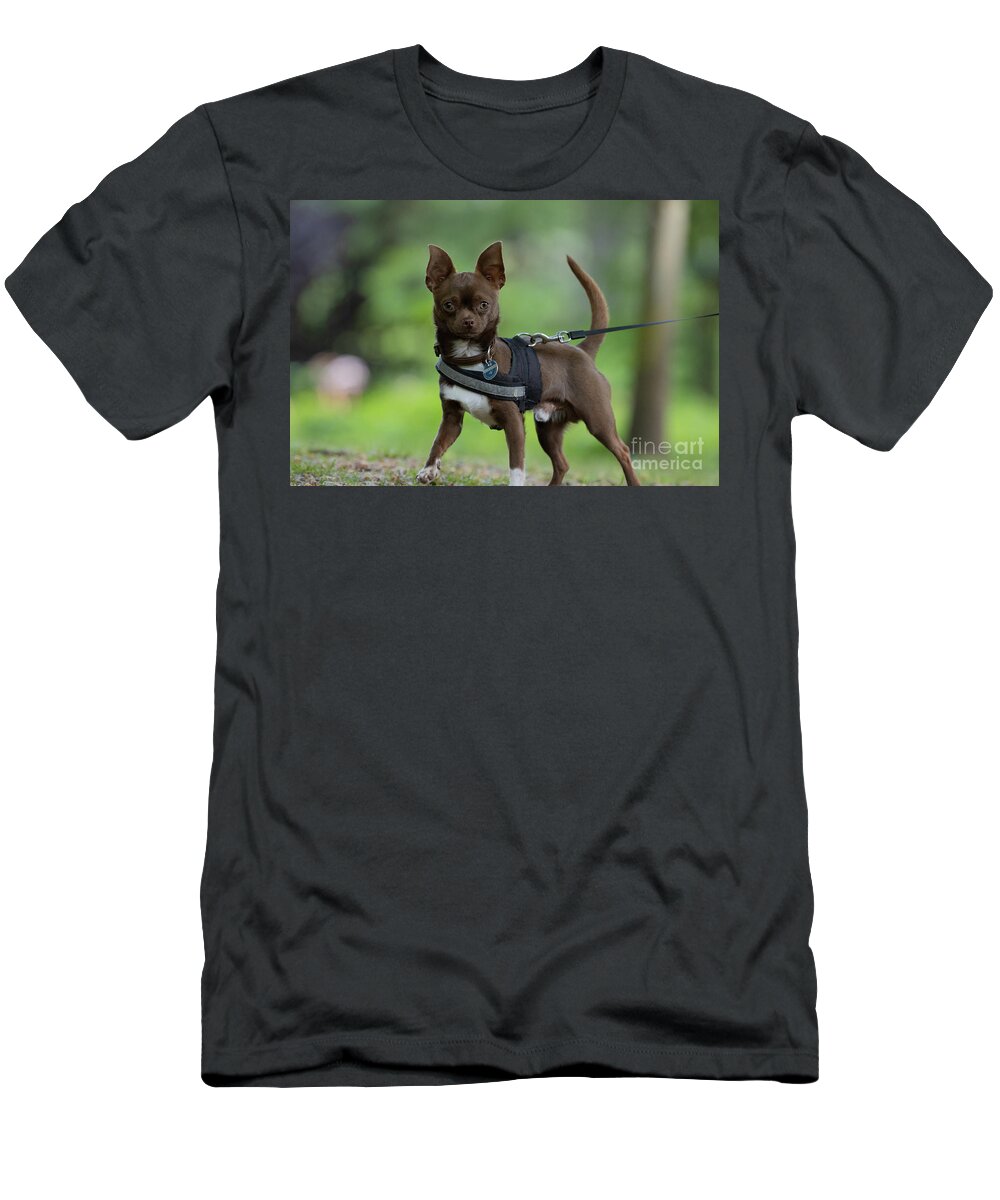 Chihuahua T-Shirt featuring the photograph Cute Chihuahua by Eva Lechner