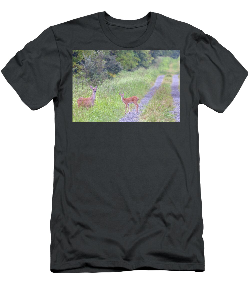 Whitetail Deer T-Shirt featuring the photograph Deer on a Country Lane by Susan Rissi Tregoning