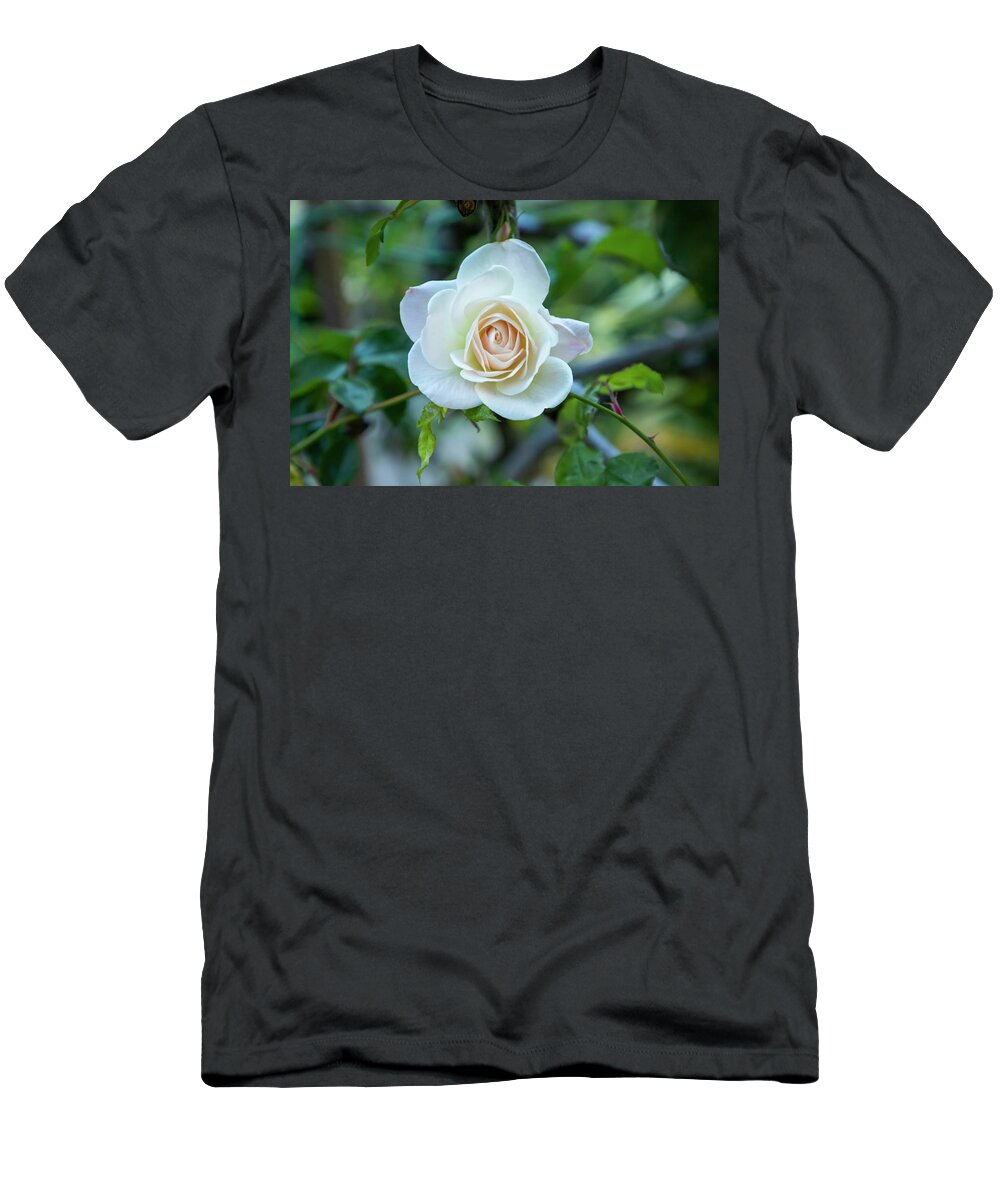 Rose T-Shirt featuring the photograph Delicate White Spring Rose by Bonnie Follett
