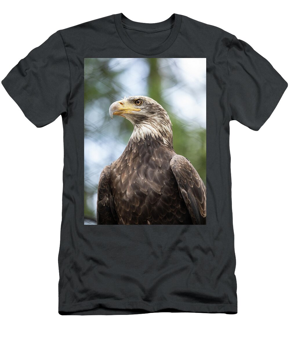 Wildlife T-Shirt featuring the photograph Eagle Profile by Bob Cournoyer